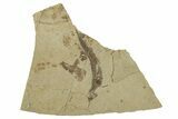 Carboniferous Spiny Shark (Acanthodes) Fossil - Siberia #228888-1